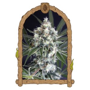 5 UND FEM - MEDXOTIC PURE CBD * EXOTIC SEED FEMINIZADA 5 UND