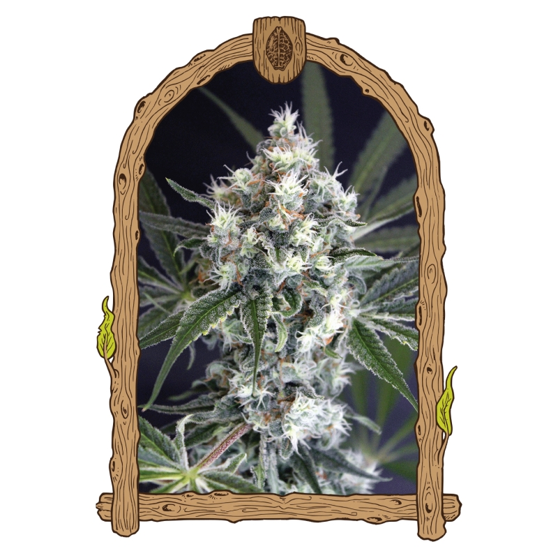 5 UND FEM - MEDXOTIC PURE CBD * EXOTIC SEED FEMINIZADA 5 UND
