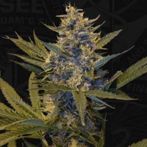 5 UND FEM - MELONSICLE * T.H. SEEDS 5 UND FEMINIZADAS