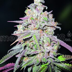 10 UND FEM - MENDOCINO CHANEL KUSH * MEDICAL 10 UND FEMINIZADAS