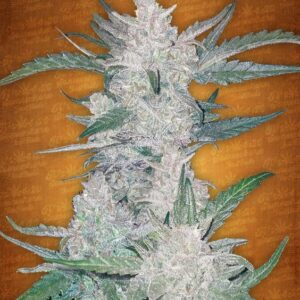 10 UND FEM - MEXICAN AIRLINES * FASTBUDS SEEDS FEMINIZADA 10 UND