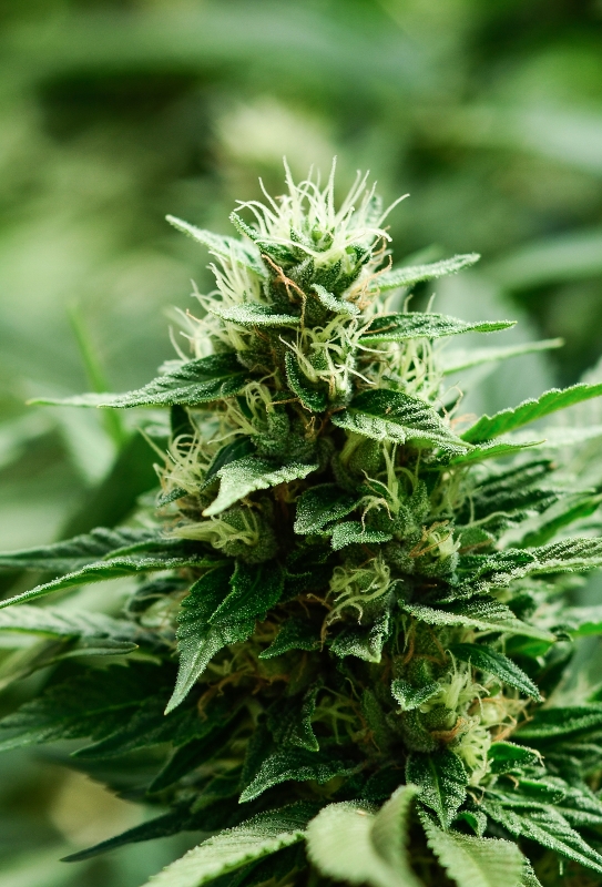 10 UND FEM - MEXICAN CANDY * SUPER STRAINS 10 UND FEMINIZADAS