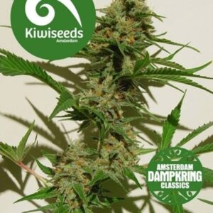 5 UND FEM - MEXICAN HAZE * KIWISEEDS DAMPKRING CLASSICS 5 UND FEMINIZADAS