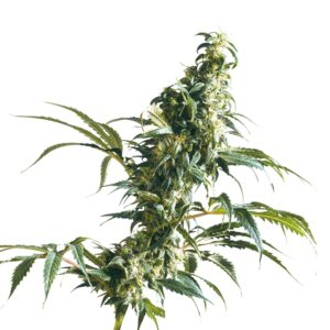 5 UND FEM - MEXICAN SATIVA ﾮ * SENSI SEEDS FEMINIZADA 5 UND