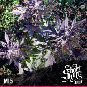 5 UND FEM - MI5 * SHORT STUFF SEEDS FEM 5 UND
