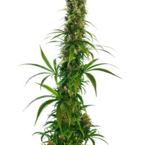 10 UND FEM - MICHKA ﾮ LTD * SENSI SEEDS FEMINIZADA 10 UND