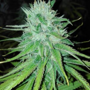5 UND FEM - MICHOACAN CREAM * CANNABIOGEN 5 UND FEMINIZADAS