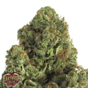 10 UND FEM - MIDNIGHT MASS * HEAVYWEIGHT SEEDS 10 UND FEMINIZADAS