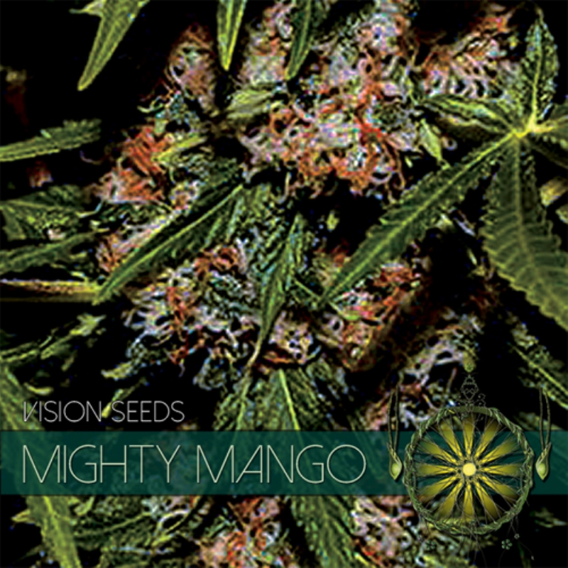 3 UND FEM - MIGHTY MANGO BUD (ETIQUETA FRANCESA) * VISION SEEDS 3 UND FEMINIZADAS