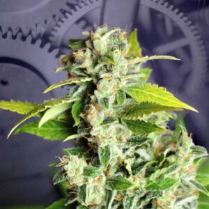 5x100 UND FEM - MIKROMACHINE AUTO * KANNABIA 500 UND FEMINIZADAS