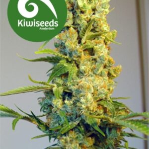 5 UND REG - MILKYWAY * KIWISEEDS 5 UND REGULARES