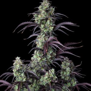 10 UND FEM - MIMOSA CAKE AUTO * FASTBUDS SEEDS FEMINIZADA 10 UND