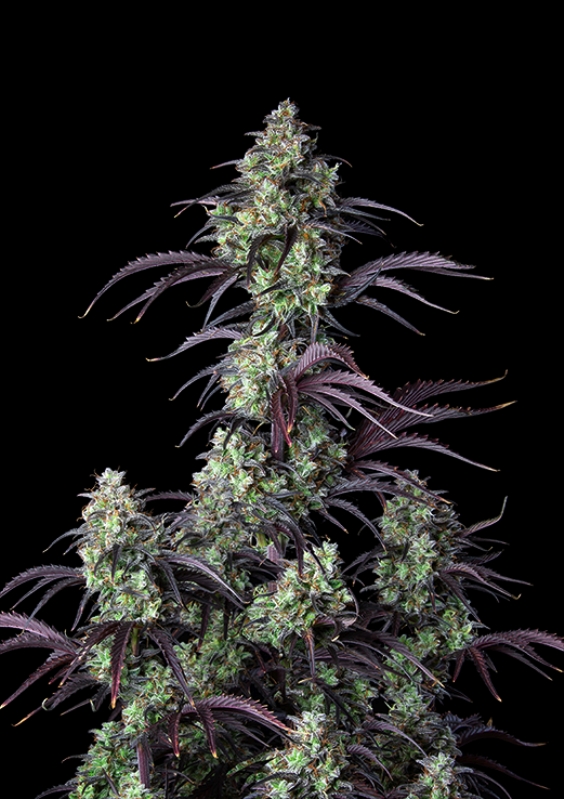 5 UND FEM - MIMOSA CAKE AUTO * FASTBUDS SEEDS FEMINIZADA 5 UND