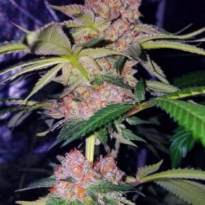 10 UND FEM - MIMOSA CHAMPAGNE * FEMALE SEEDS 10 UND FEMINIZADAS