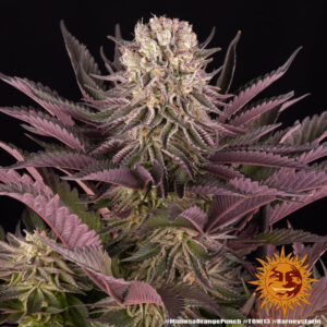 3 UND FEM - MIMOSA X ORANGE PUNCH * BARNEY'S FARM 3 UND FEMINIZADAS