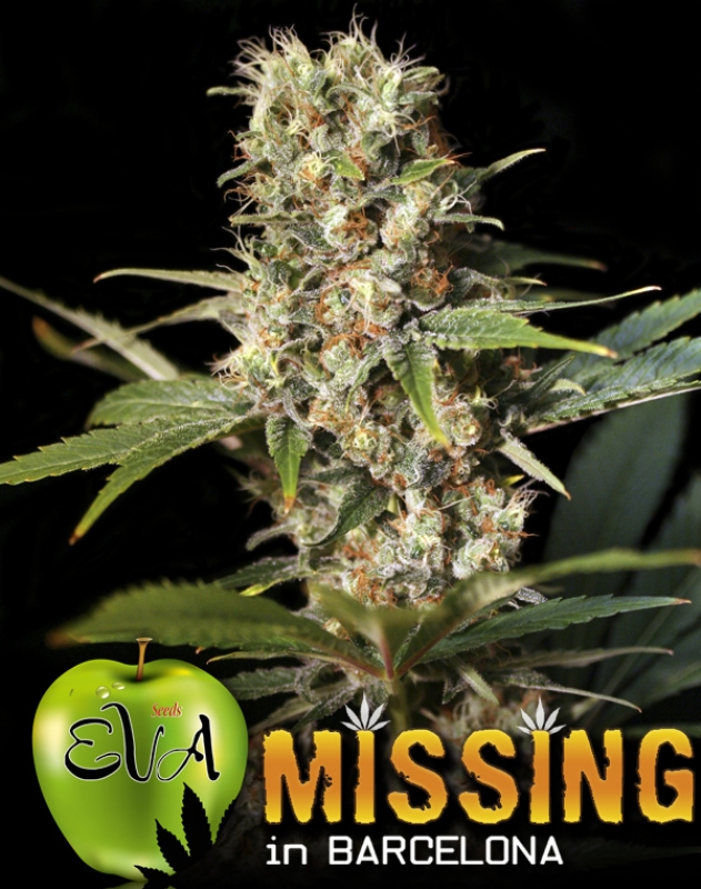 500 UND FEM - MISSING IN BCN * EVA SEEDS 500 UND FEMINIZADAS