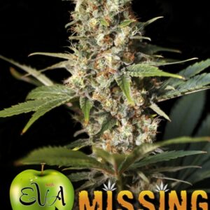 1000 UND FEM - MISSING IN BCN * EVA SEEDS 1000 UND FEMINIZADAS