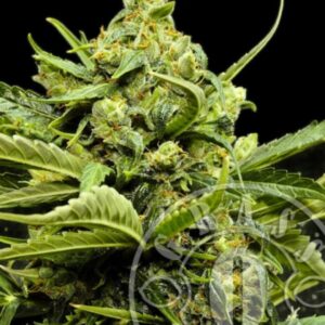 10 UND FEM - MIX GOM * GRASSOMATIC AUTOMATICA 10 UND FEM