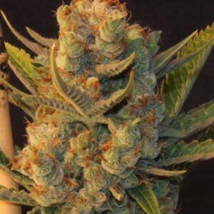 5 UND FEM - MK-ULTRA BUBBLE * T.H. SEEDS 5 UND FEMINIZADAS
