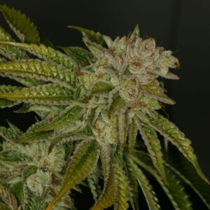 2 UND FEM - MK ULTRA * T.H. SEEDS 2 UND FEMINIZADAS