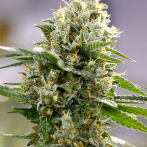 100 UND FEM - MOBY DICK AUTO * BSF SEEDS 100 UND FEMINIZADAS