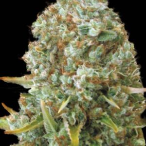 100 UND FEM - MOBY BIG * BULK SEED 100 UND FEM