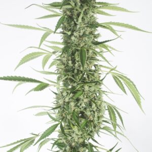 10 UND FEM - MOBY DICK XXL  AUTOFLOWERING * DINAFEM SEEDS 10 UND FEM