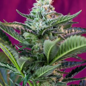5 UND FEM - MOHAN RAM AUTO ﾮ * SWEET SEEDS 5 UND FEMINIZADAS