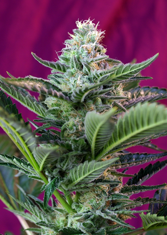 25 UND FEM - MOHAN RAM AUTO ﾮ * SWEET SEEDS 25 UND FEMINIZADAS