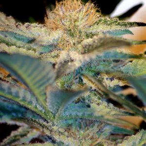 100 UND FEM - MOHAN RAM ﾮ * SWEET SEEDS 100 UND FEMINIZADAS