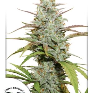 3 UND FEM - MOKUM'S TULIP ﾮ * DUTCH PASSION 3 UND FEMINIZADAS