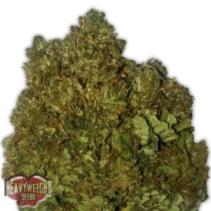 10 UND FEM - MONEY BUSH * HEAVYWEIGHT SEEDS 10 UND FEMINIZADAS
