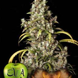 1000 UND FEM - MONSTER * EVA SEEDS 1000 UND FEMINIZADAS