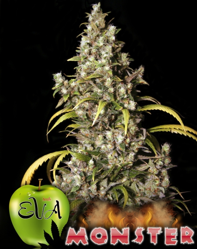 100 UND FEM - MONSTER * EVA SEEDS 100 UND FEMINIZADAS
