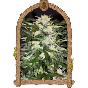 3 UND FEM - MONSTER MASH (AUTOFLOWERING) * EXOTIC SEED FEMINIZADA 3 UND