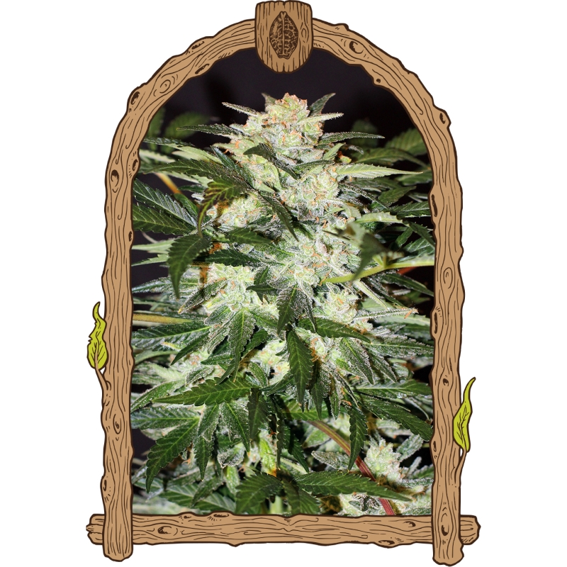 1 UND FEM - MONSTER MASH (AUTOFLOWERING) * EXOTIC SEED FEMINIZADA 1 UND