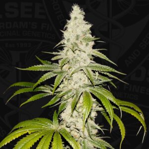 5 UND FEM - MONT BLANC * T.H. SEEDS 5 UND FEMINIZADAS