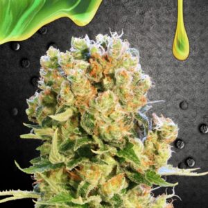 5x100 UND FEM - DIESEL GLUE * KANNABIA 500 UND FEMINIZADAS