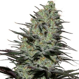 10 UND FEM - MORPHEUS (BLISTER) * BUDDHA SEEDS 10 UND FEMINIZADAS
