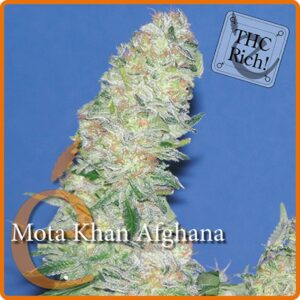 3 UND FEM - MOTA KHAN AFGHANA * ELITE 3 UND FEMINIZADAS