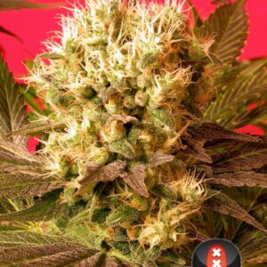 11 UND REG - MOTAVATION * SERIOUS SEEDS 11 UND REGULARES