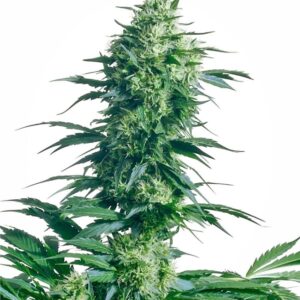 10 UND REG - MOTHER'S FINEST ﾮ * SENSI SEEDS 10 UND REG