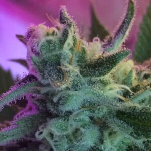 6 UND REG - MOTHERTONGUE * JINXPROOF GENETICS (TGA-SUBCOOL) 6 UND REGULARES