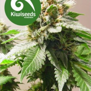 5 UND FEM - MOUNT COOK * KIWISEEDS 5 UND FEMINIZADAS