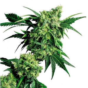 10 UND REG - MR. NICE G13 X HASH PLANT ﾮ * SENSI SEEDS 10 UND REG