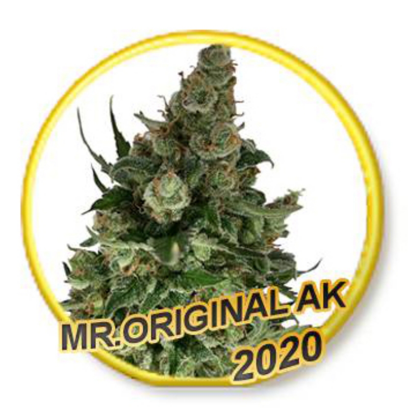 5 UND FEM - MR. ORIGINAL AK * MR. HIDE SEEDS 5 UND FEM