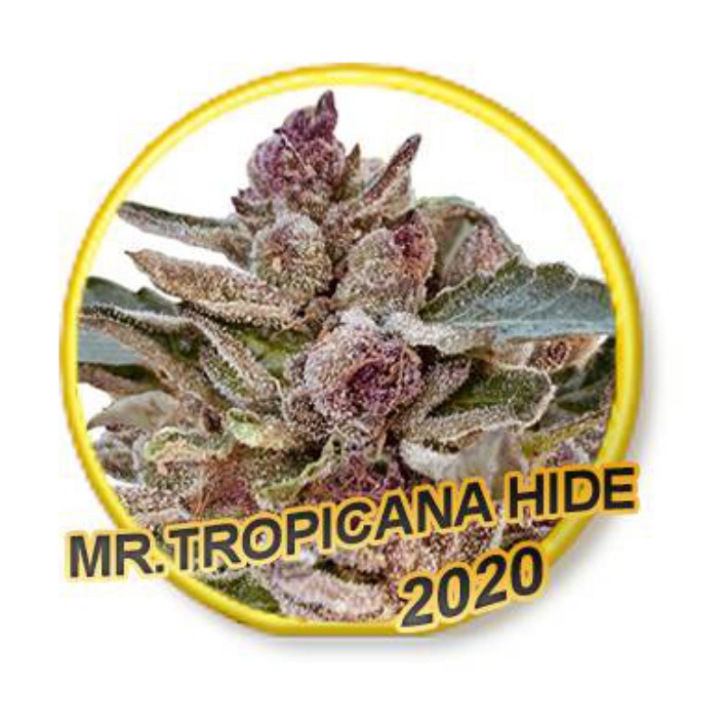 3 UND FEM - MR. TROPICANA HIDE (USA STRAINS) * MR. HIDE SEEDS 3 UND FEM