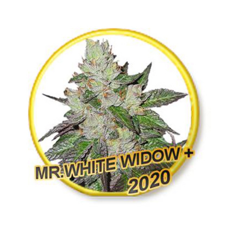5 UND FEM - MR. WHITE WIDOW + * MR. HIDE SEEDS 5 UND FEM