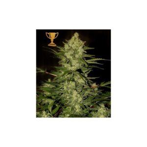 3 UND FEM - MR. AMNESIA MASS * MR. HIDE SEEDS 3 UND FEM