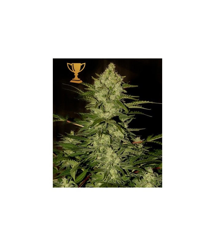 100 UND FEM - MR. AMNESIA MASS * MR. HIDE SEEDS 100 UND FEM